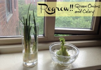 regrow cellery green onions