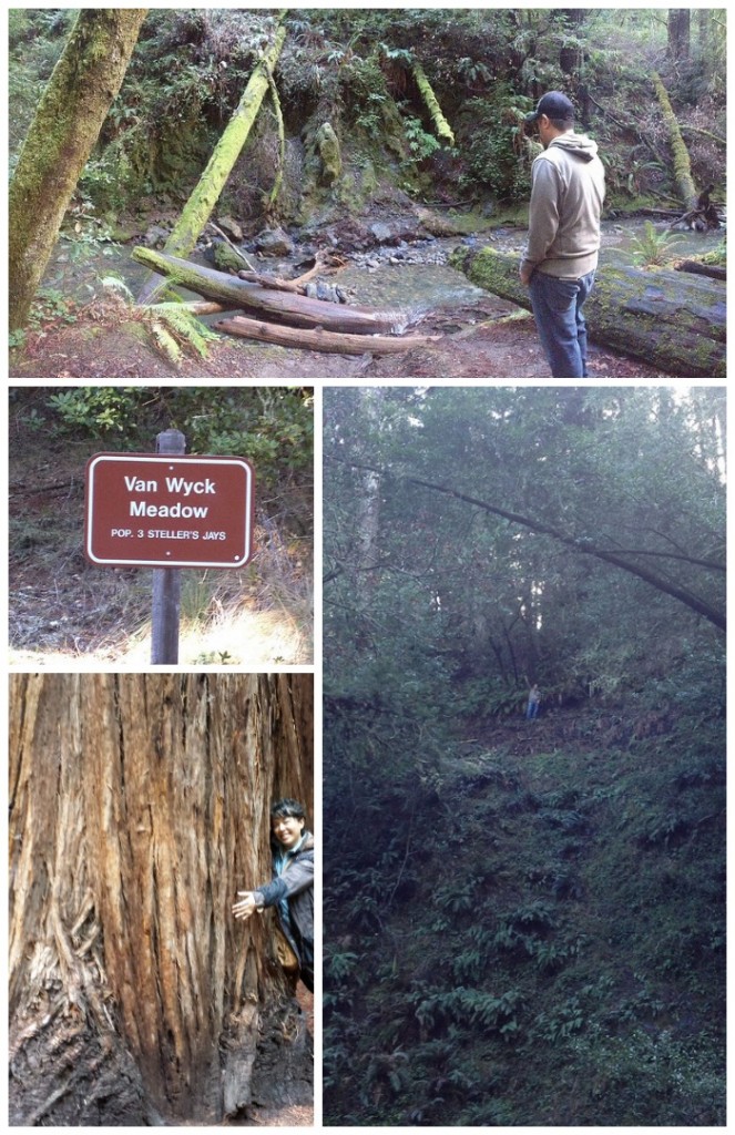 muir woods 2.jpg