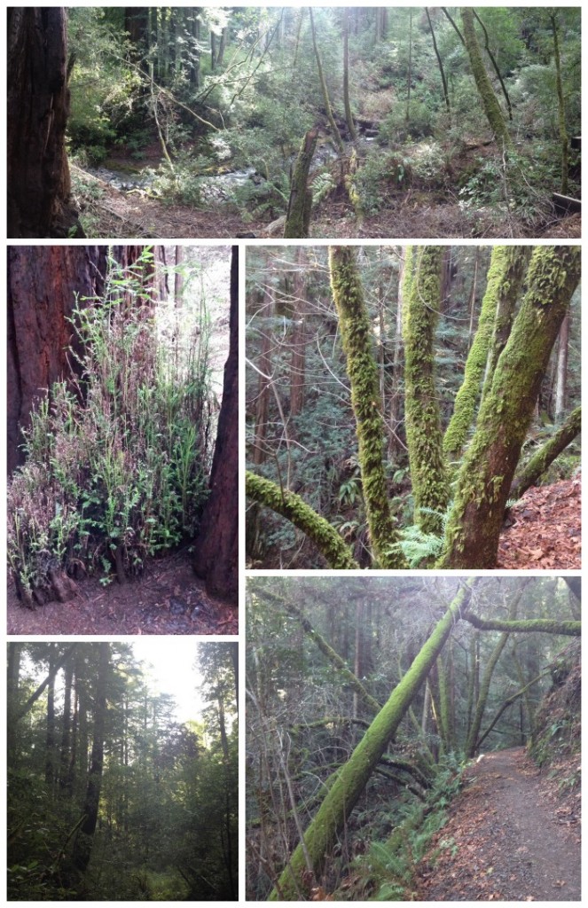 muir woods 3