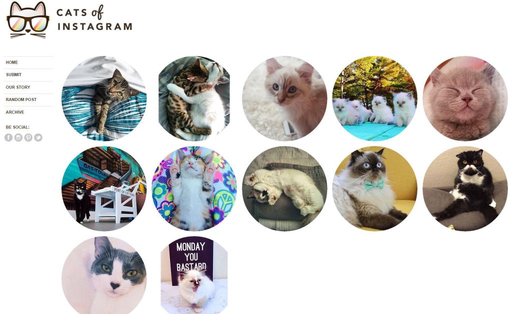 cats of instagram tumblr